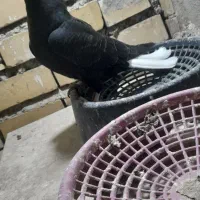 کفتر|پرنده|مشهد, فرهنگ|دیوار