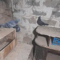 کبوتر پلاکی دورگ|پرنده|بهبهان, |دیوار