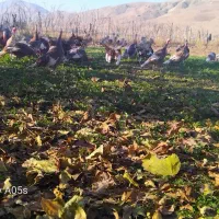 بوقلمون محلی درجه یک *|حیوانات مزرعه|صحنه, |دیوار