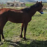 اسب|اسب و تجهیزات اسب‌سواری|سقز, |دیوار