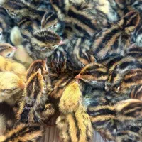 جوجه بلدرچین ژاپنی ، اردک پکنی ، رسمی