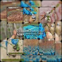 مجموعه نهالستان بیونهال B/N|خدمات باغبانی و درختکاری|کرمانشاه, |دیوار