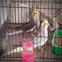 عروس هلندی ، جفت ، جوجه و تک بالغ|پرنده|شیروان (خراسان), |دیوار