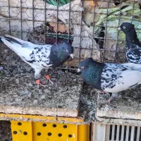 کله سیاه جفتکا|پرنده|مه ولات, |دیوار