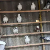 حدود ۱۰۰طوق کفتر یکجایی با گنجه و کلیه لوازم