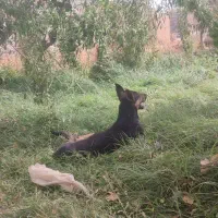 سگ ژرمن