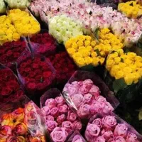 فروش انواع گل شاخه ای به قیمت عمده