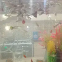 ماهی گپی کپی ماهی مولی|ماهی|مشهد, میان ولایت|دیوار