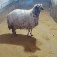 شیشک لری|حیوانات مزرعه|بیرانوند, |دیوار