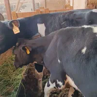 گوساله هولشتاین