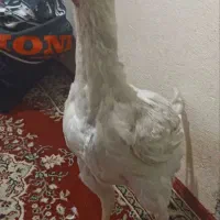 جوجه ای ۵ماه لاری|حیوانات مزرعه|قیدار, |دیوار