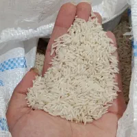برنج فجر سوزنی ۹۰روزه امسال|خوردنی و آشامیدنی|آزادشهر, |دیوار
