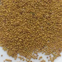 بذر یونجه