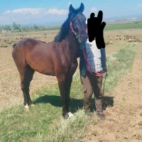 مادیان ۳ ساله