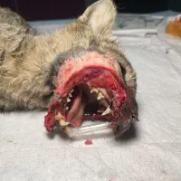 سرپرستی و پرستاری از گربه تازه جراحی شده