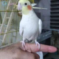 یک جفت عروس هلندی لوتیتو همراه قفس.