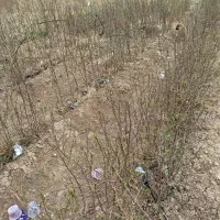 نهال بادام تلخ ۲ ساله ۳۰ تومان