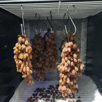 میوه خشک کن صنعتی ۱۰ و ۳۰ و ۵۰ کیلویی تراشه|ماشینآلات صنعتی|شیراز, درکی|دیوار