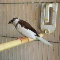 فنچ بنگالی نر