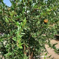 باغ-بابتنگل