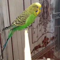 مرغ غشق|پرنده|سرپل ذهاب, |دیوار