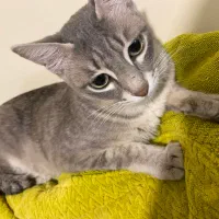 واگذاری رایگان گربه خوشگل مون|گربه|ساری, |دیوار