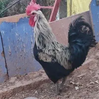 خروس پا سیاه