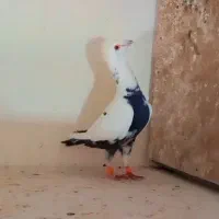 کفتر‌بزک‌و‌سینه‌مشهدی