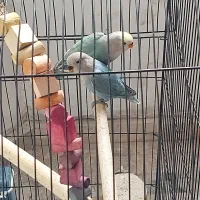 طوطی کوتوله برزیلی