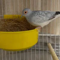 پرنده الماسی