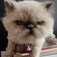 دخترم پشمک نژادش هیمالین