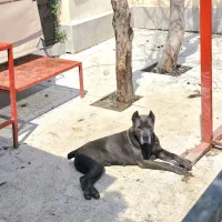 کن کورسو ماده