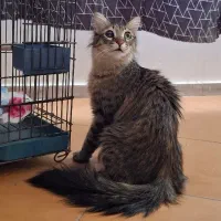 واگذاری گربه دم سنجابی