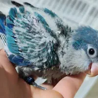 جوجه راهب آبی سرلاکی