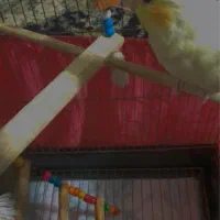 عروس هلندی|پرنده|صومعه‌سرا, |دیوار