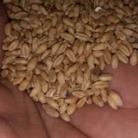 گندم کودشت  بذری