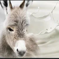 شیر الاغ|خوردنی و آشامیدنی|ساوه, |دیوار