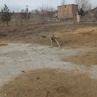 دوعدد سگ سرابی نر و ماده