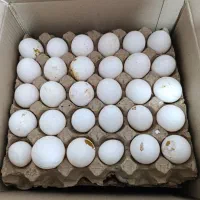 پخش تخم‌مرغ روز