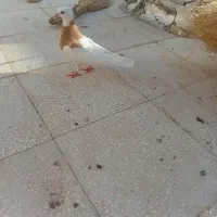 گمشده