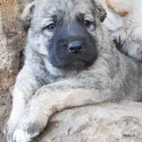 سگ توله نروماده خراسان افغان سراب نگهبان گله