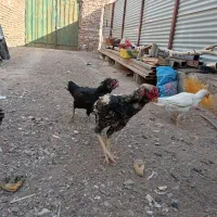 مرغ کرچ و خروس و جوجه لاری