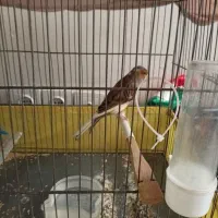 قناری|پرنده|چهاردانگه (تهران), |دیوار