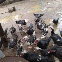 اردک اسرائیلی نر و ماده