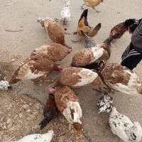 بوقلمون محلی بوربون|حیوانات مزرعه|یاسوج, |دیوار