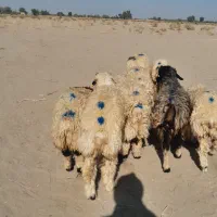 ۳راس بره نر ۵راس ماده شیرازی (رودبار)