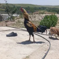 چند عدد خروس و مرغ لاری به قیمت خیلی خیلی مناسب|حیوانات مزرعه|تبریز, |دیوار