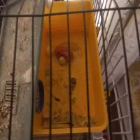 مرغ عشق به همراه جوجه|پرنده|اهواز, کیانشهر|دیوار