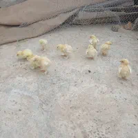 جوجه برهما اصل|حیوانات مزرعه|گرگان, |دیوار