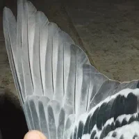 کفتر گمشده|پرنده|کرباسک, |دیوار